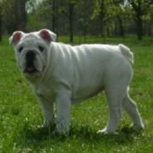 english bulldog who past away !